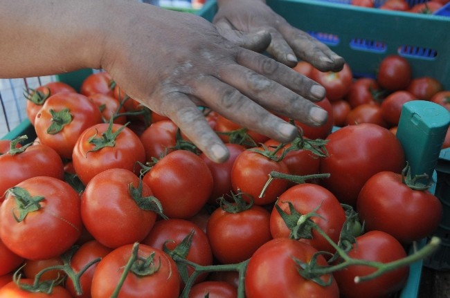 (ÖZEL HABER) DOMATES ÜRETİCİSİ HALDE SABAHLIYOR