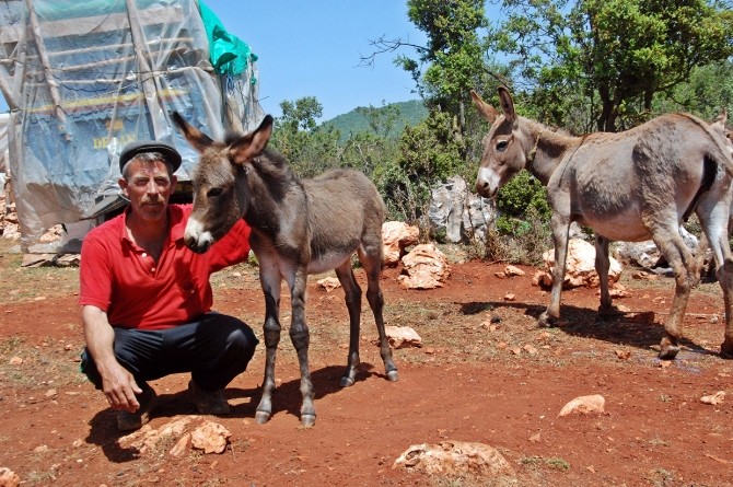  Eşek sütünü, hastalara bedava veriyor