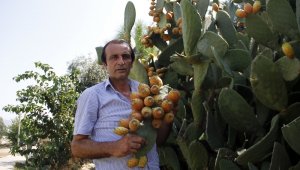 300 yıllık geçmişi olan meyve her derde deva