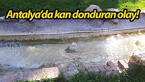 Antalya'da kan donduran olay!