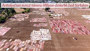 Antalya'nın susuz tarımı: Milyon dolarlık halı tarlaları (Videolu)