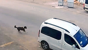 Bilerek köpeği ezdi