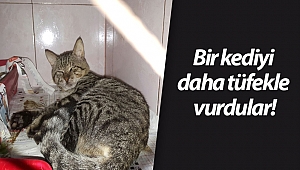 Bir kediyi daha tüfekle vurdular