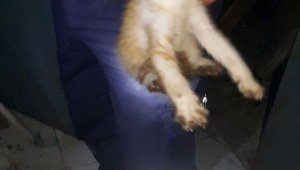 Depoda 3 gündür mahsur kalan yavru kediyi itfaiye kurtardı (videolu)