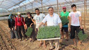 Fidelikten çıkan güzlük domatesler fidanları toprakla buluşuyor