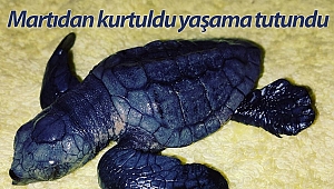 Martıdan kurtulan yavru caretta caretta yaşama tutundu