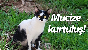 Mucize kurtuluş (Videolu)