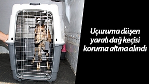 Uçuruma düşen yaralı dağ keçisi koruma altına alındı (Videolu)