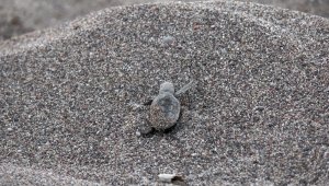 Yavru caretta carettalar denizle buluştu