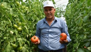 Yayla domatesi Katar sofrasında
