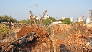 Zeytin ağaçların ölümü 