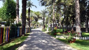Asırlık zeytin ağaçları yeni yerlerine taşınıyor