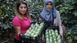 Avokadoda 15 milyon adet üretim hedefi