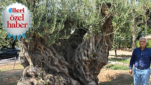 Bin 200 yıllık Anıt zeytin ağacı
