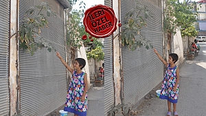 Duvardan fışkıran ağaç