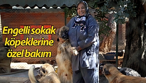 Engelli sokak köpeklerine özel bakım (Videolu)
