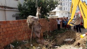 Foseptik çukuruna düşen at kurtarıldı (videolu)