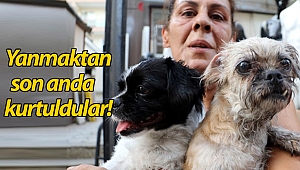 Kedi, köpek ve papağanlar yanmaktan son anda kurtarıldı! (Videolu)