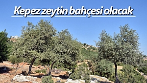 Kepez zeytin bahçesi olacak