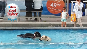 Köpeklerin havuz keyfi