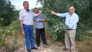 Kumluca'da zeytinler hasat bekliyor
