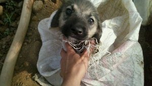 Ölüme terk edilen yavru köpeği Alman aile kurtarmış (videolu)