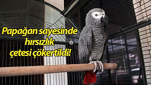 Papağan sayesinde hırsızlık çetesi çökertildi!