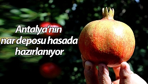 Türkiye'nin nar deposu hasada hazırlanıyor (Videolu)