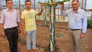 Üretici yeni bir ürün denemeye karar verdi