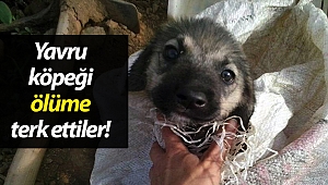 Yavru köpeği çuvala koyup üzerini meyve kasasıyla kapatıp ölüme terk ettiler!
