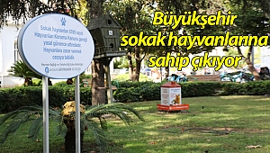 Büyükşehir sokak hayvanlarına sahip çıkıyor