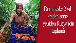 Domatesler 2 yıl aradan sonra yeniden Rusya için toplandı