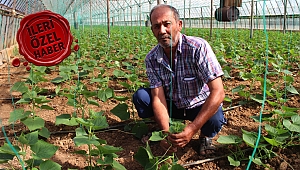 Erken dikim başladı