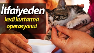 Mahsur kalan yavru kedi, cep telefonundaki kedi sesi sayesinde kurtarıldı! (Videolu)