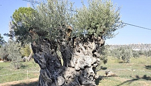 Otoyol inşaatından kurtarılan 800 ve 1200 yıllık iki ağaç, zeytin verdi