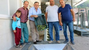Zeytinler yağa dönüşüyor