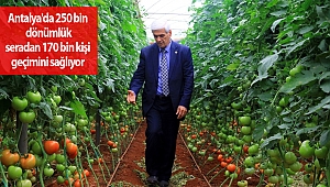 Antalya'da 250 bin dönümlük seradan 170 bin kişi geçimini sağlıyor