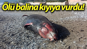 Antalya'da kıyıya 5 metrelik ölü balina vurdu!