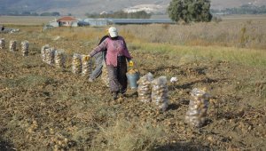 Patates hasadı sona erdi