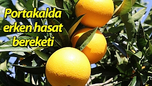 Portakalda erken hasat bereketi (Videolu)