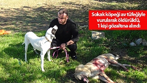 Sokak köpeği av tüfeğiyle vurularak öldürüldü, 1 kişi gözaltına alındı