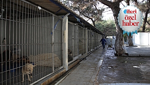 Sürgün köpeklere Büyükşehir sahip çıktı