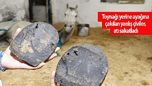 Toynağı yerine ayağına çakılan yanlış çiviler, atı sakatladı