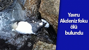 Yavru Akdeniz foku ölü bulundu