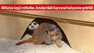 Afrika'ya özgü mirketler, Antalya'daki hayvanat bahçesine getirildi
