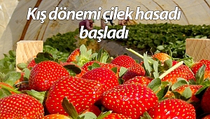 Antalya'da kış dönemi çilek hasadı başladı
