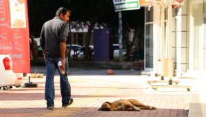Antalya'da 2017 yılında 9 bin 289 kişi kuduz riskli temas nedeniyle başvuru yaptı
