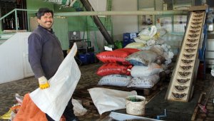 Antalya'da zeytincilik gelişiyor