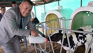 Buzağı Takip Sistemi hayata geçti
