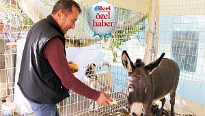 Kadife’yi bir keçi ve  kaz’la takas etti 
